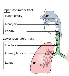 Mycobacterium Tuberculosis Trachea Diagram