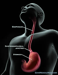 Esophageal and Gastric Anatomy Esophageal and Gastric Anatomy, Labeled