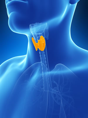Thyroid Gland