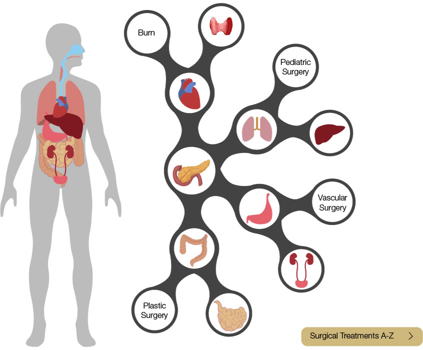 Anatomical Diagram (845 x 700)