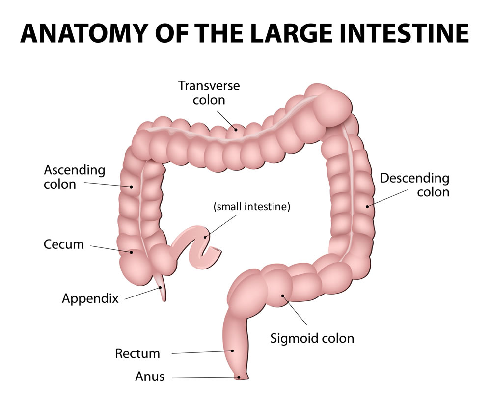 Appendix and Surrounding Anatomy Enlarged Appendix and Surrounding Anatomy Enlarged