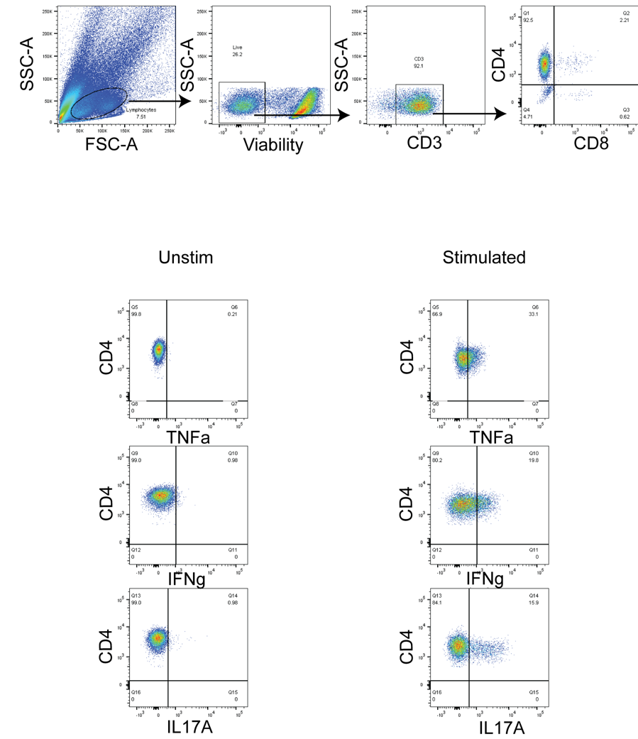 Adoptive Transfer IBS Model - Colon ICCS Adoptive Transfer IBS Model - Colon ICCS