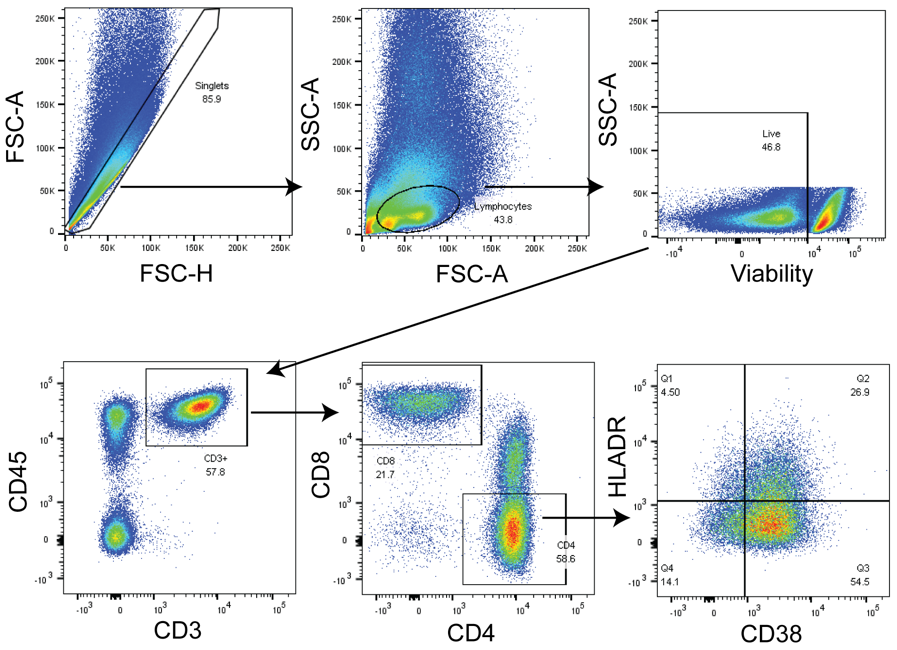 Human Jejunum Lamina Propria Cells - T Cell Activation Human Jejunum Lamina Propria Cells - T Cell Activation