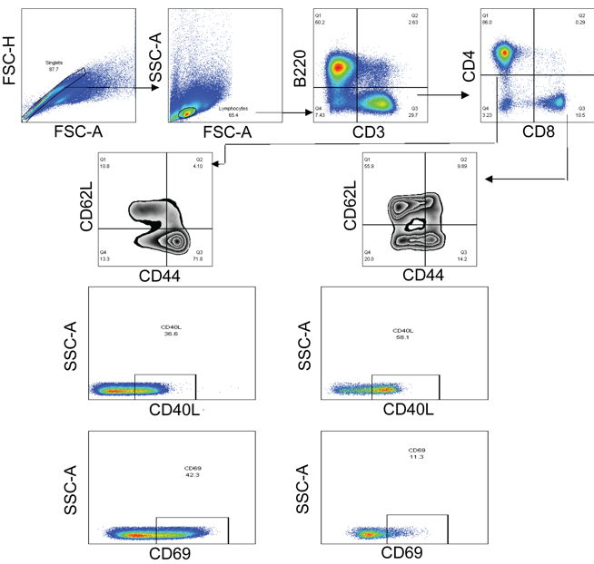 Lupus NZB Model - Spleen T Cell Activation Panel Lupus NZB Model - Spleen T Cell Activation Panel