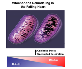 Mitochondria Regulation in Pediatric Heart Failure