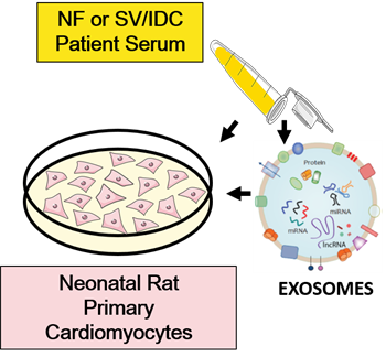 Molecular Mechanisms of Pediatric Dilated Cardiomyopathy