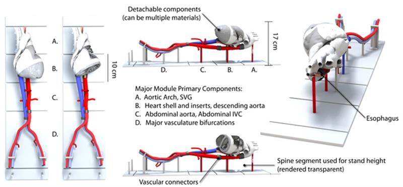 Structural_Heart - 3 Structural_Heart - 3