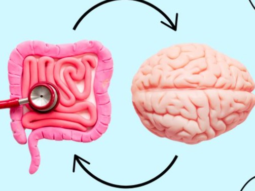 Brain Gut Connection- Brain and Colon