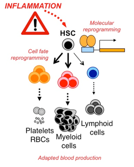 adaptedBloodProduction adaptedBloodProduction