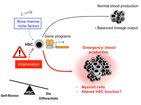 Inflammation-1