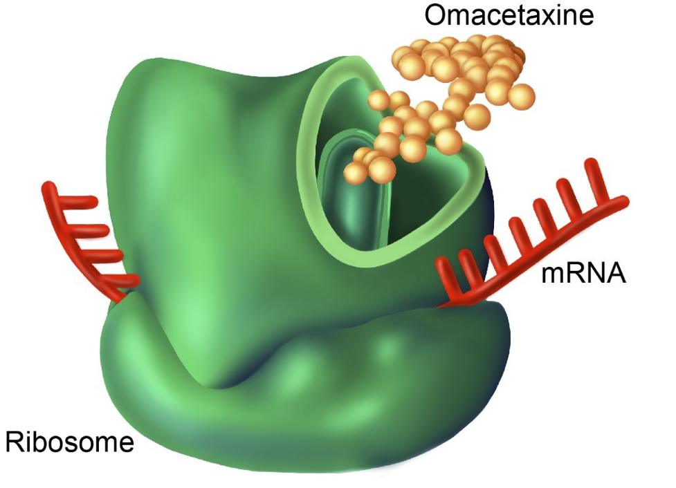Ribosome MM