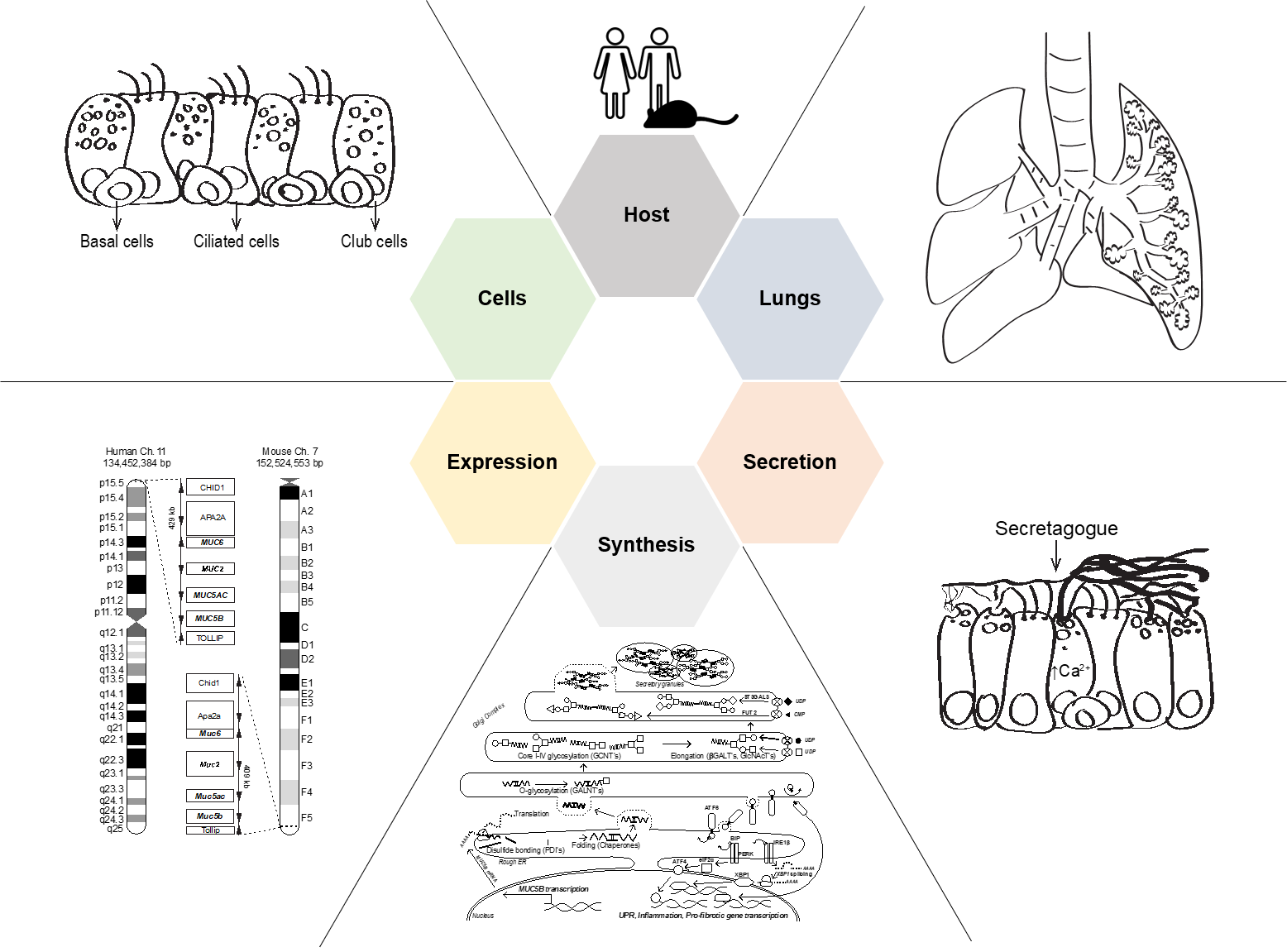 Evans Lab diagram