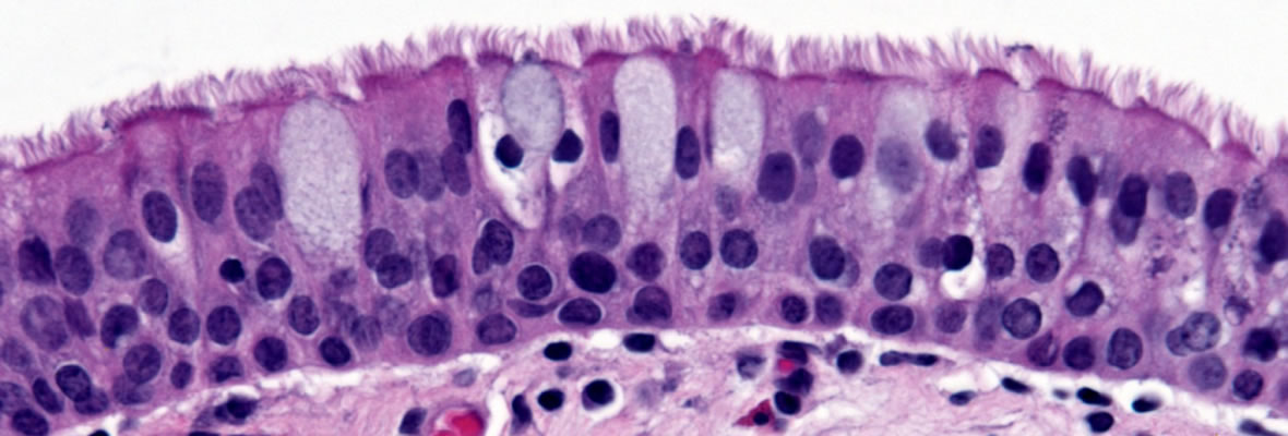 Cilia