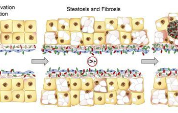 publication-4-visual-abstract