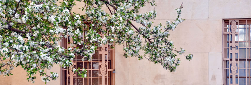 Blossoming tree outside the Fitzsimons Building Blossoming tree outside the Fitzsimons Building on the Anschutz Medical Campus