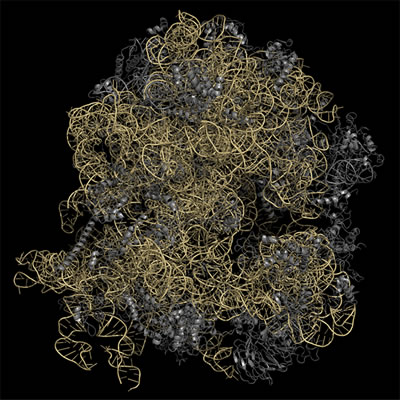 Regulatory RNAs